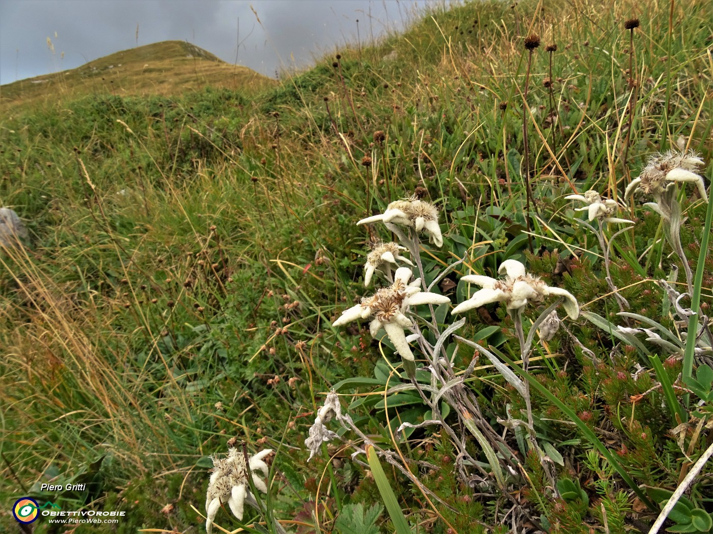 48 Leontopodium alpinum (Stelle alpine) su Cima Foppazzi poco prima della vetta.JPG